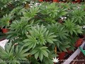 Сорт конопли 8-miles-high от Mandala Seeds