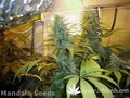 Сорт конопли 8-miles-high от Mandala Seeds