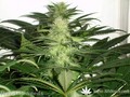 Сорт конопли 8-miles-high от Mandala Seeds