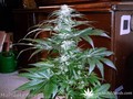 Сорт конопли Sadhu от Mandala Seeds