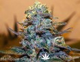 Сорт конопли Sadhu от Mandala Seeds