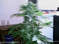 Сорт конопли Sadhu от Mandala Seeds