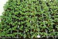 Сорт конопли Sadhu от Mandala Seeds
