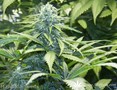 Сорт конопли Sadhu от Mandala Seeds