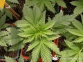 Сорт конопли Sadhu от Mandala Seeds