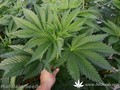 Сорт конопли Satori от Mandala Seeds