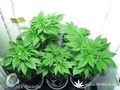 Сорт конопли Satori от Mandala Seeds