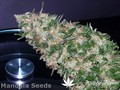 Сорт конопли Satori от Mandala Seeds