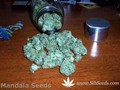 Сорт конопли Satori от Mandala Seeds