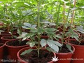 Сорт конопли Satori от Mandala Seeds