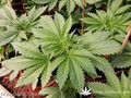 Сорт конопли Satori от Mandala Seeds
