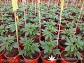 Сорт конопли Satori от Mandala Seeds