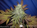 Сорт конопли Hashberry от Mandala Seeds