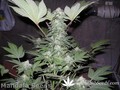 Сорт конопли Hashberry от Mandala Seeds