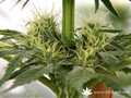 Сорт конопли Hashberry от Mandala Seeds