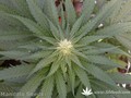 Сорт конопли Hashberry от Mandala Seeds