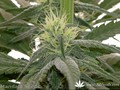 Сорт конопли Hashberry от Mandala Seeds