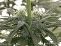 Сорт конопли Hashberry от Mandala Seeds