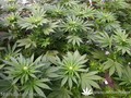 Сорт конопли Hashberry от Mandala Seeds