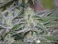 Сорт конопли Hashberry от Mandala Seeds