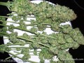Сорт конопли Hashberry от Mandala Seeds