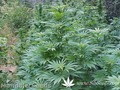 Сорт конопли Hashberry от Mandala Seeds