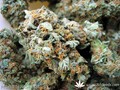 Сорт конопли Hashberry от Mandala Seeds