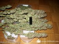 Сорт конопли Kalichakra от Mandala Seeds