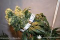Сорт конопли Kalichakra от Mandala Seeds