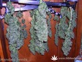 Сорт конопли Kalichakra от Mandala Seeds