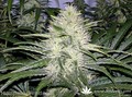 Сорт конопли Kalichakra от Mandala Seeds