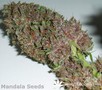 Сорт конопли Mandala-1 от Mandala Seeds