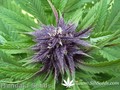Сорт конопли Mandala-1 от Mandala Seeds