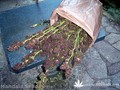 Сорт конопли Mandala-1 от Mandala Seeds