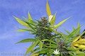Сорт конопли Mandala-1 от Mandala Seeds