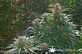 Сорт конопли Mandala-1 от Mandala Seeds