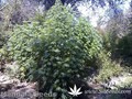 Сорт конопли Mandala-1 от Mandala Seeds