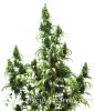 Auto Blueberry fem