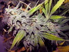 Red Devil Auto