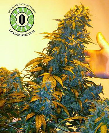 Auto AK47 fem