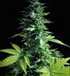 Diesel Ryder Auto