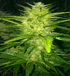 Lemon Skunk Auto