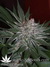Mandala Seeds / 8 Miles High - семена конопли от Mandala Seeds
