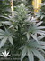 Mandala Seeds / 8 Miles High - семена конопли от Mandala Seeds