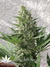 Mandala Seeds / 8 Miles High - семена конопли от Mandala Seeds