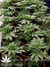 Mandala Seeds / 8 Miles High - семена конопли от Mandala Seeds