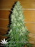 Mandala Seeds / 8 Miles High - семена конопли от Mandala Seeds