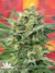 Mandala Seeds / 8 Miles High - семена конопли от Mandala Seeds
