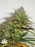 Mandala Seeds / 8 Miles High - семена конопли от Mandala Seeds
