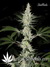 Auto Californian Snow fem - автоцветущие феминизированные семена конопли от Fast Buds